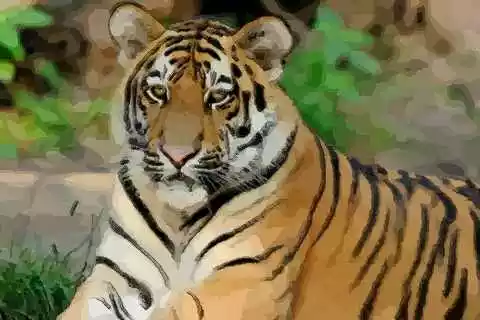我家孩子屬雞屬狗我屬虎認個什麼屬相當乾爹最好？