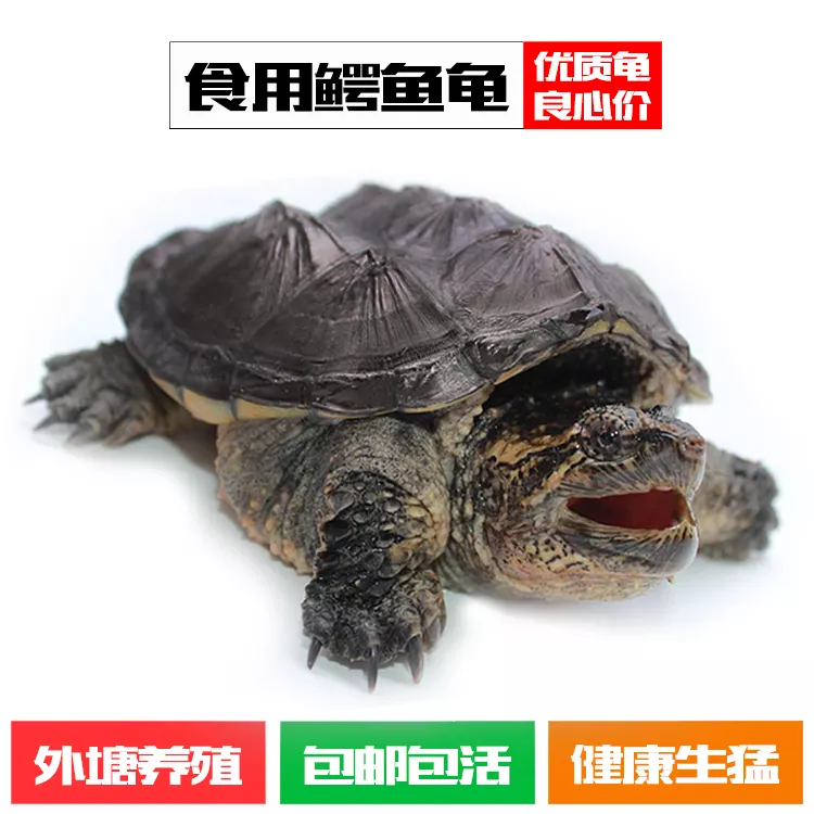 北美鱷龜和鱷龜區別：求科普，鱷龜，北美鱷龜，和各種雜的區別
