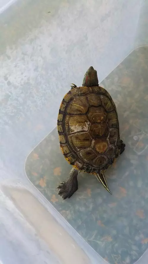 家裡烏龜丟了預示什麼：烏龜在家裡丟了,想要找到的話可能的角落有？