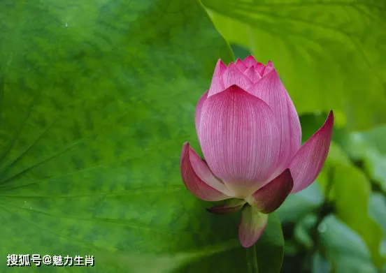 三箭穿雲什麼屬相最好：三箭穿雲什麼生肖