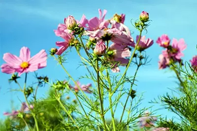 6、天干合婚是什麼意思:生辰八字合婚什麼意思有原則嗎？