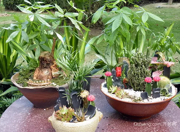 4、藥店放什麼植物招財:藥店擺什麼招財擺件好