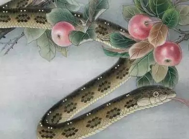 13年的屬相蛇未來能怎麼樣：屬蛇年蛇年運程