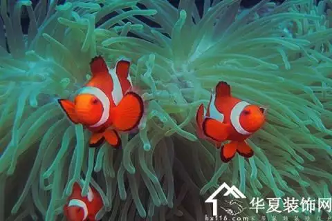夢見別人抓魚是什麼徵兆：夢見別人在河邊抓魚自己去拿