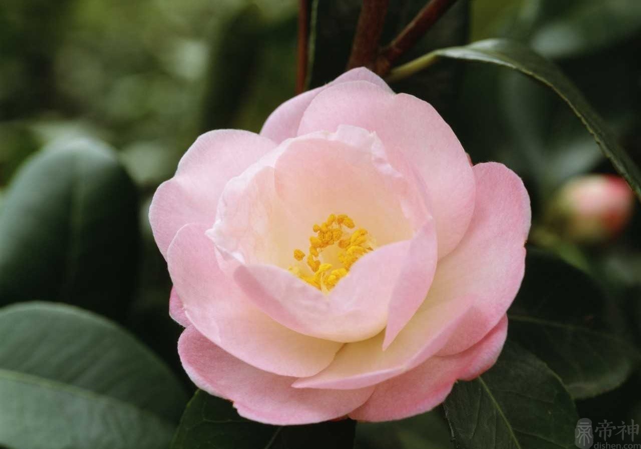 3、屬兔婚配生牛寶寶好嗎:父屬牛 母屬兔 生什麼屬相的孩子好