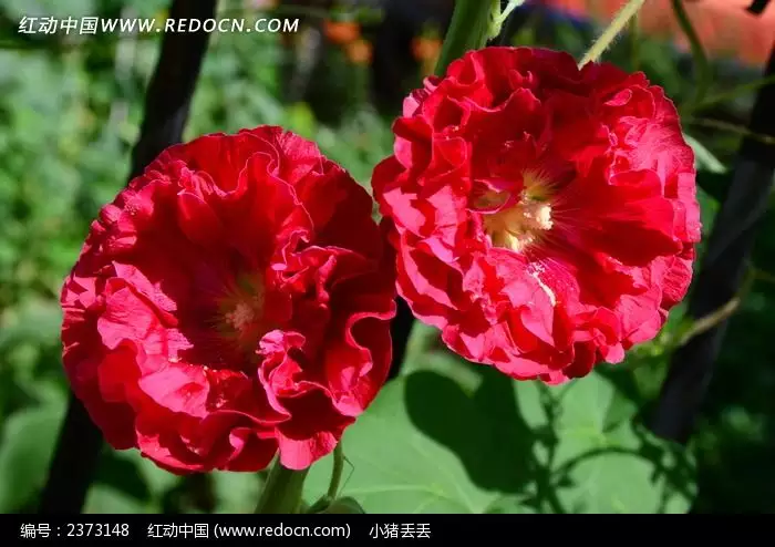 5、鮮花的品種圖片和花名:花的品種圖片和花名