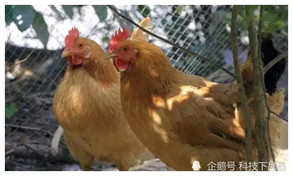 4、69年屬雞後半生婚姻:69年屬與70屬狗男男今年會離婚嗎?