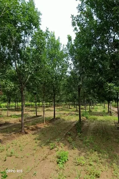 5、城頭土命男和白蠟金女婚配好欠好:男虎城牆土命 女龍白蠟金命 婚姻合不合？