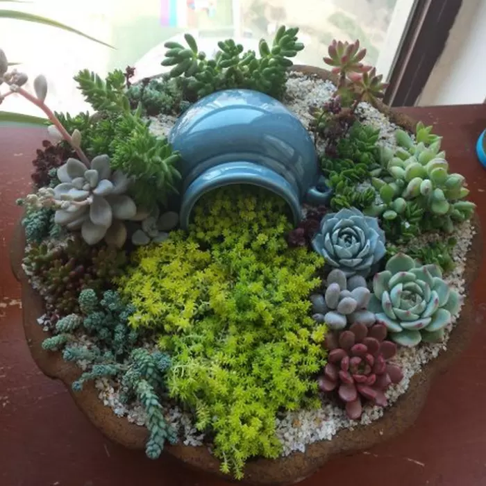 3、植物圖片大全名稱:家養植物有哪些圖片及名稱