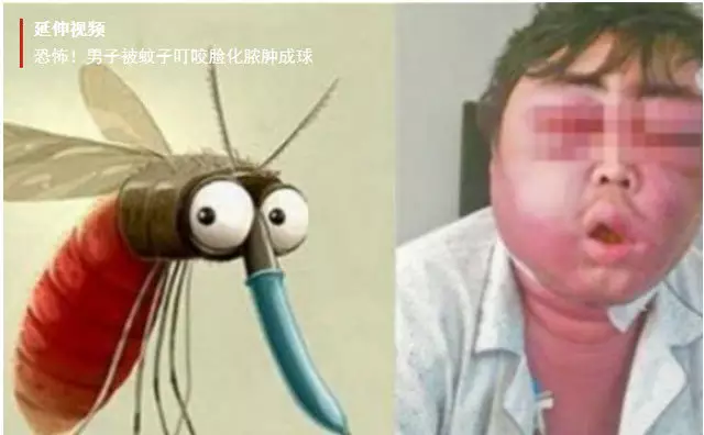 蚊子咬人全憑一張好嘴是什麼屬相：蚊子咬人全憑你一張好嘴是什麼動物?