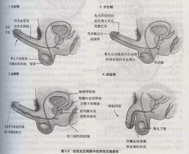 4、男人腦瘋期4個階段:代數發展分為4個階段.是 否