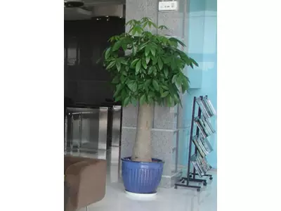 2、發財樹的管理:發財樹的管理方法是什麼？