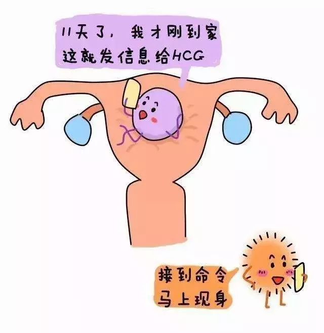 增加的10個小竅門：在什麼時間容易生男孩