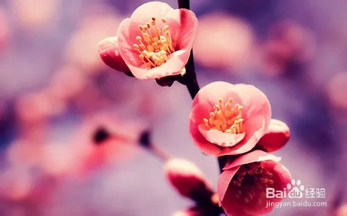 1、正緣桃花出現的:孔水清算的正緣準不準？真的能夠遇見正緣桃花嗎？