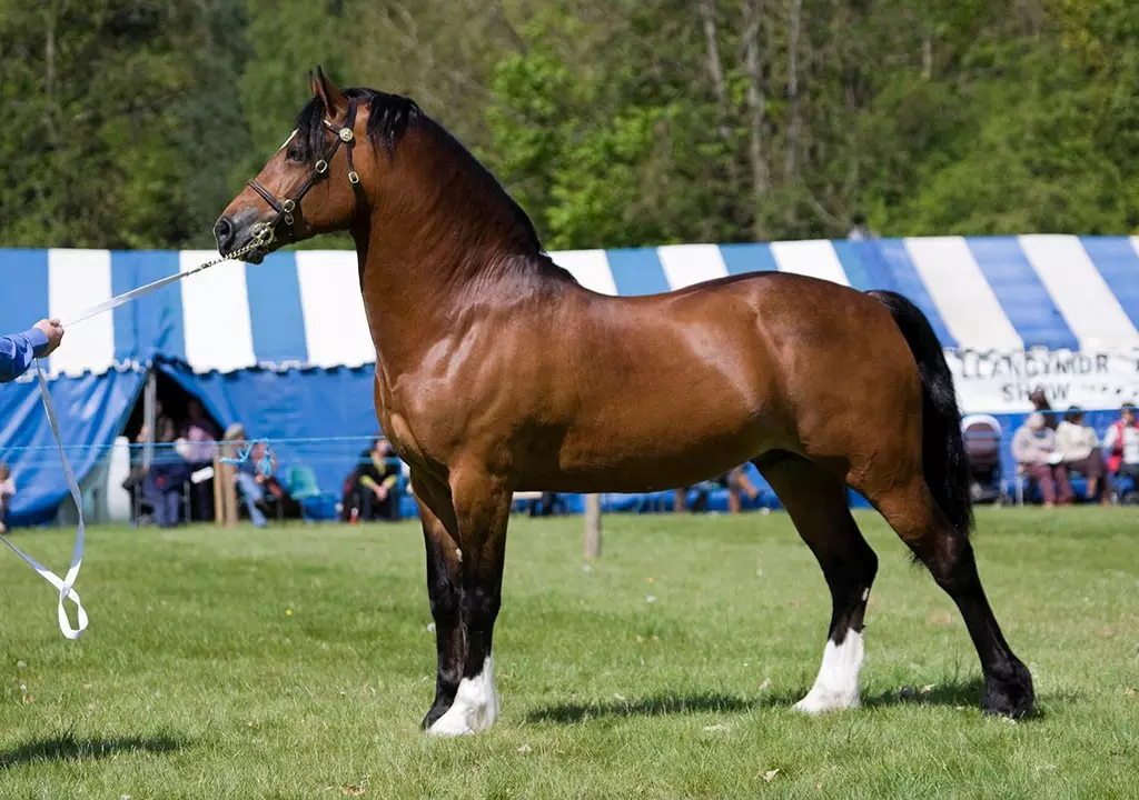 3、馬和馬的夫妻好不好:生肖：女屬馬和男屬馬的能成為夫妻嗎？