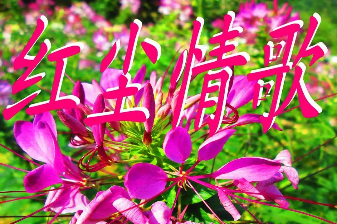 2、聽什麼歌帶來好運招財:財運差聽什麼音樂轉運