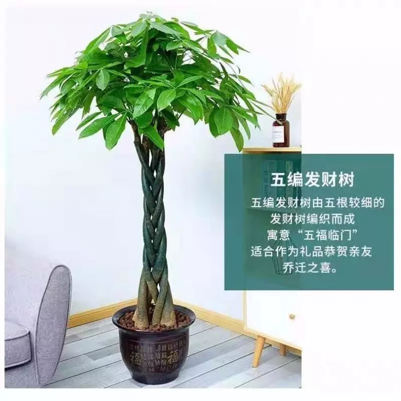3、綠植髮財樹怎麼養殖方法:盆栽發財樹的養殖方法和注意事項是什麼?