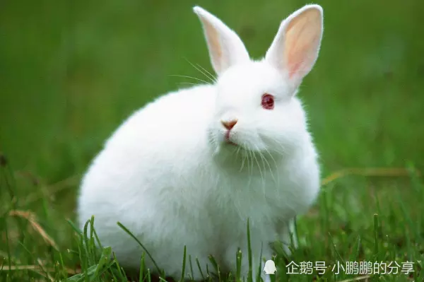 1、年屬兔是什麼命婚配:年屬兔的婚姻配對