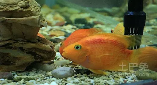 屬相龍養鸚鵡魚養幾條最旺財：鸚鵡魚怎麼養，養幾條最旺財