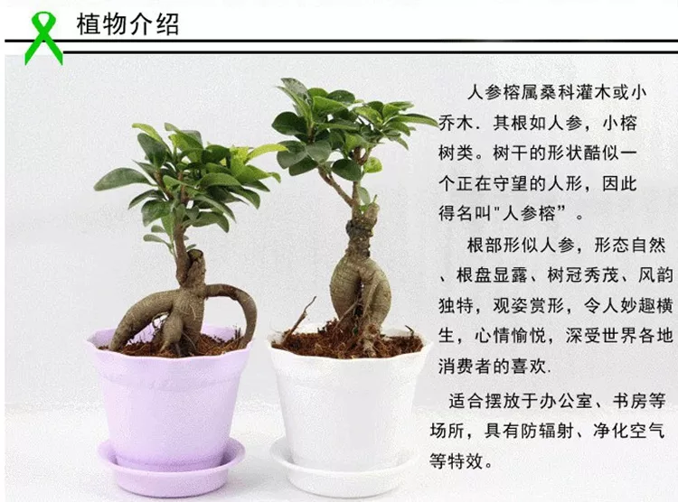 3、真正的招財樹圖片觀賞榕樹:怎樣養榕樹和發財樹