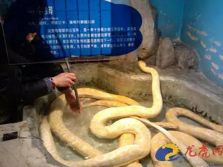 3、屬虎的屬蛇的能不能婚配:屬虎的人和屬蛇的人能不能在一起