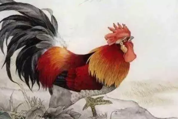 1、屬雞的超級貴人:命中說龍的貴人是屬雞的