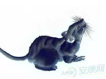 3、屬鼠的几几年生人今年多大了:屬老鼠的年齡都多大了