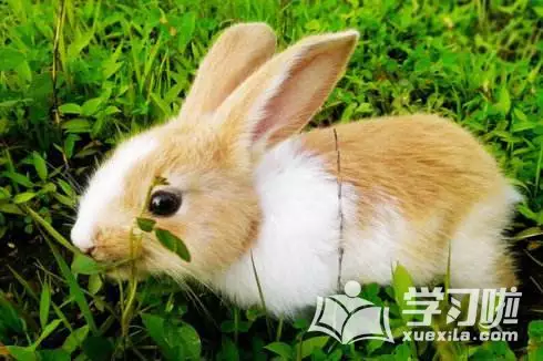 屬兔女和屬猴的屬相配嗎：屬兔和屬猴的相配嗎？
