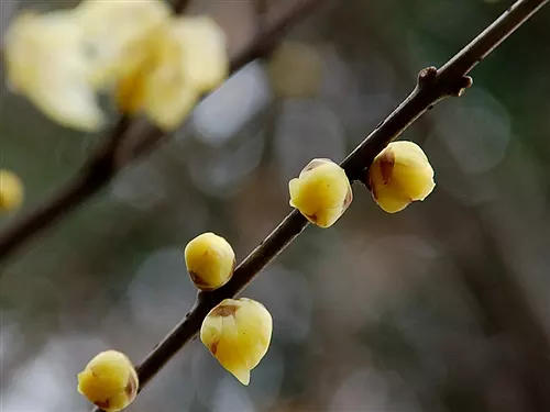 走路像梅花一樣的屬相：生肖配對查詢表