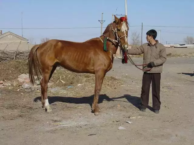 2、虎女大男馬五歲婚配好嗎:馬女大狗男五歲相配婚姻若何