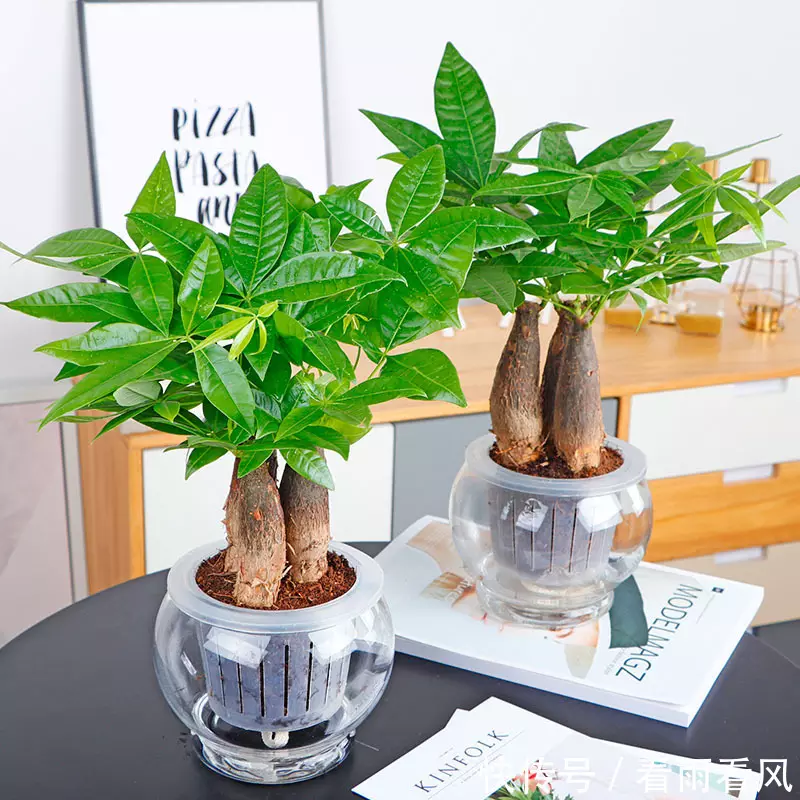 1、招財樹怎麼擺放能旺財:發財樹搬家裡什麼意思