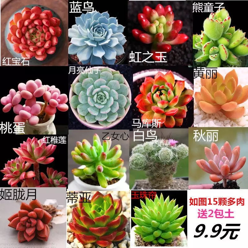 1、植物圖片大全名稱:求植物名稱（具體的）