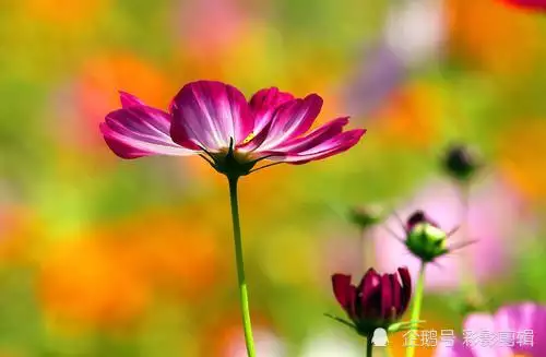 50歲桃花運最旺的屬相：年桃花運最好的生肖有哪些？