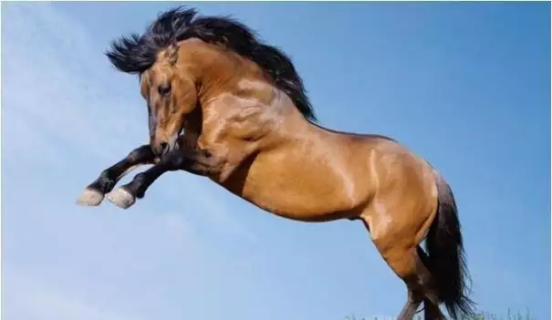 1、年屬馬有生命危險:屬馬年害太歲化解方法怎麼化解？