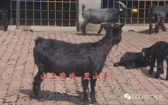 3、九月雞和三月豬婚配好嗎:屬雞與屬豬婚配合適嗎