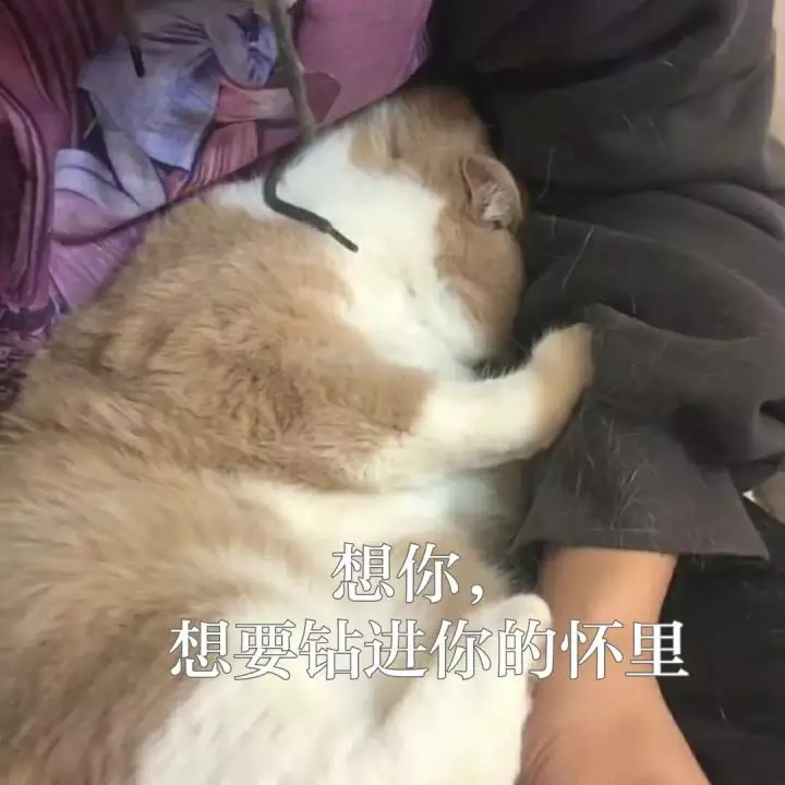 5、想要想你進入:愛像潮水湧上來,想要說愛你,想要說想你,相偎相依.是哪首歌里的歌詞