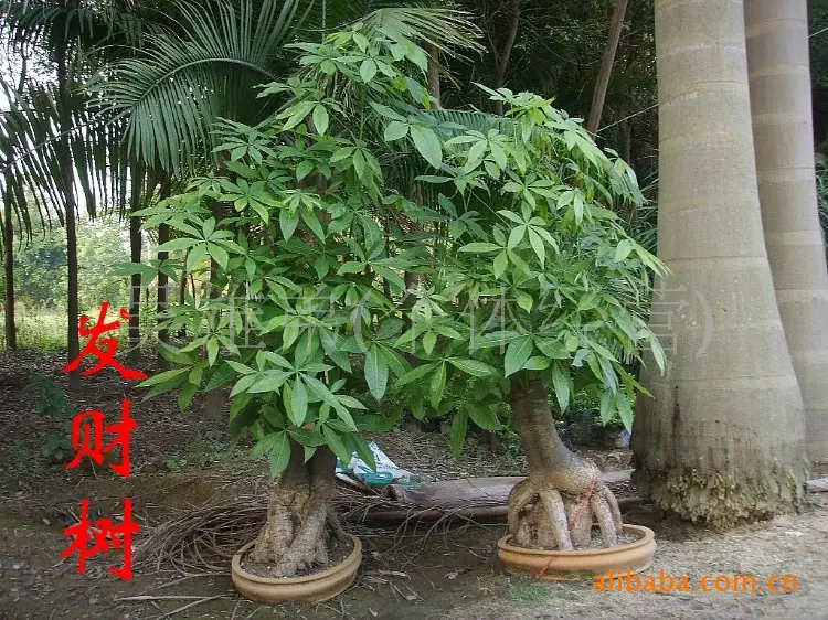 1、招財樹怎麼移植才能活:發財樹怎麼移栽