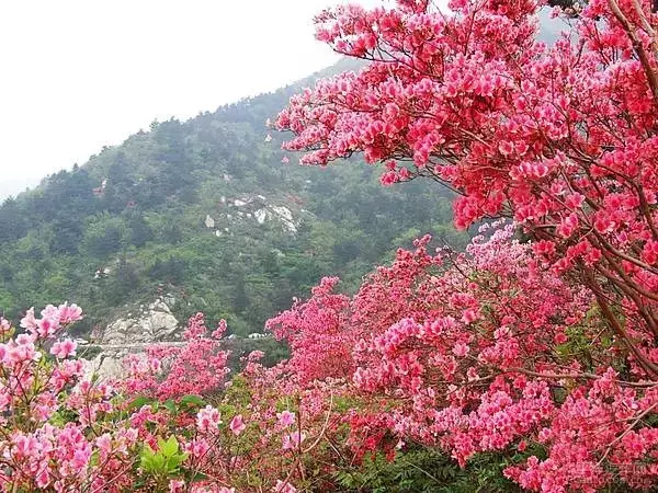 滿山遍野紅花開的屬相：滿山紅花幾多是什麼意思和什麼生肖