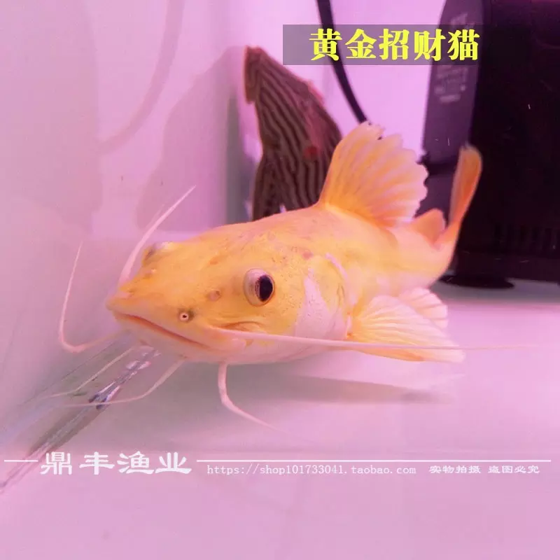4、招財貓魚能長多大:金招財貓魚能長多大?