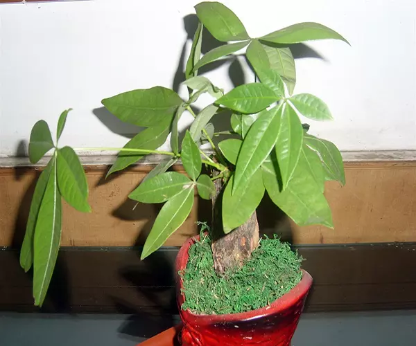 2、招財樹是什麼樹:發財樹是指什麼啊？種植需要什麼注意的地方嗎？