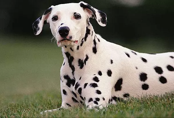 雞犬不寧什麼屬相最好：雞犬不寧的生肖是什麼？