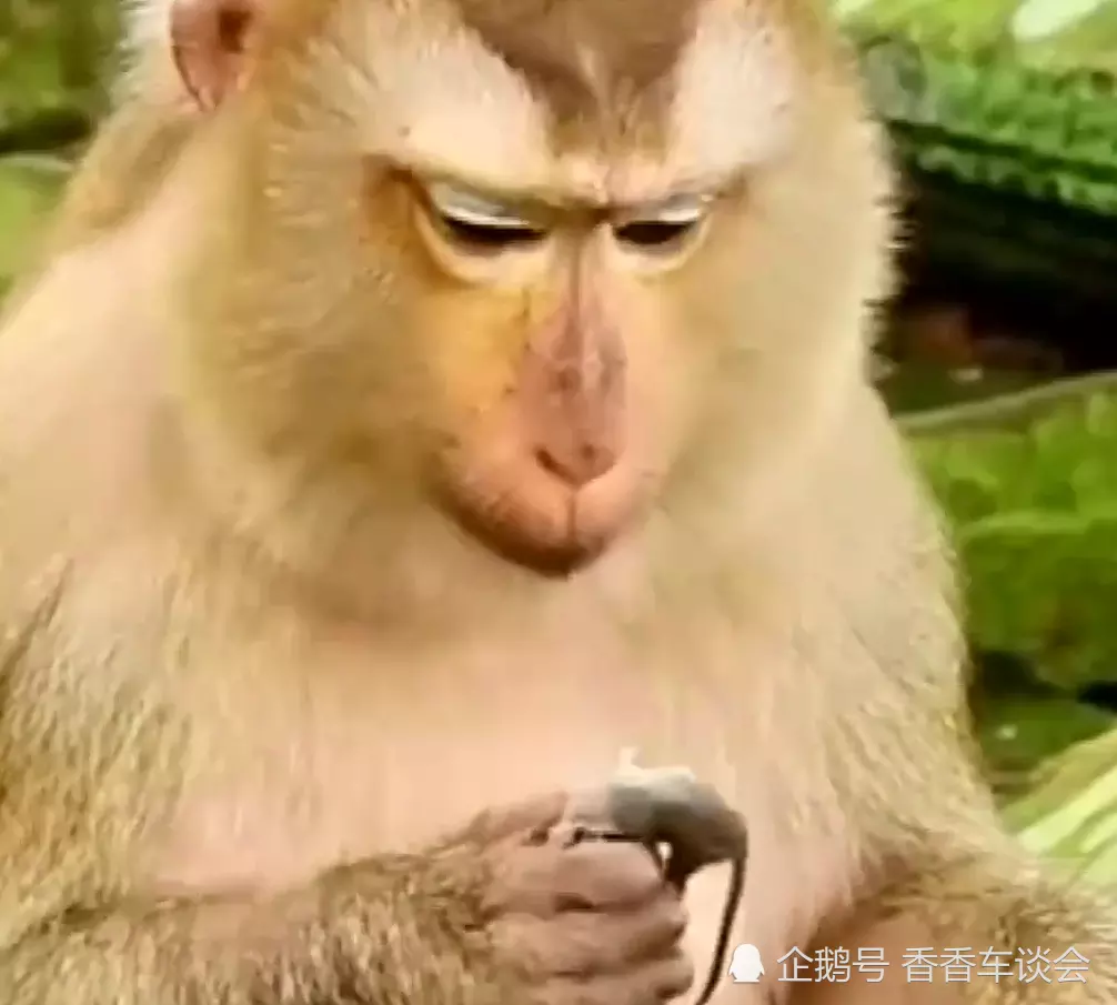 老鼠和猴子屬相合不合三合關係：屬鼠人和什麼屬相不合