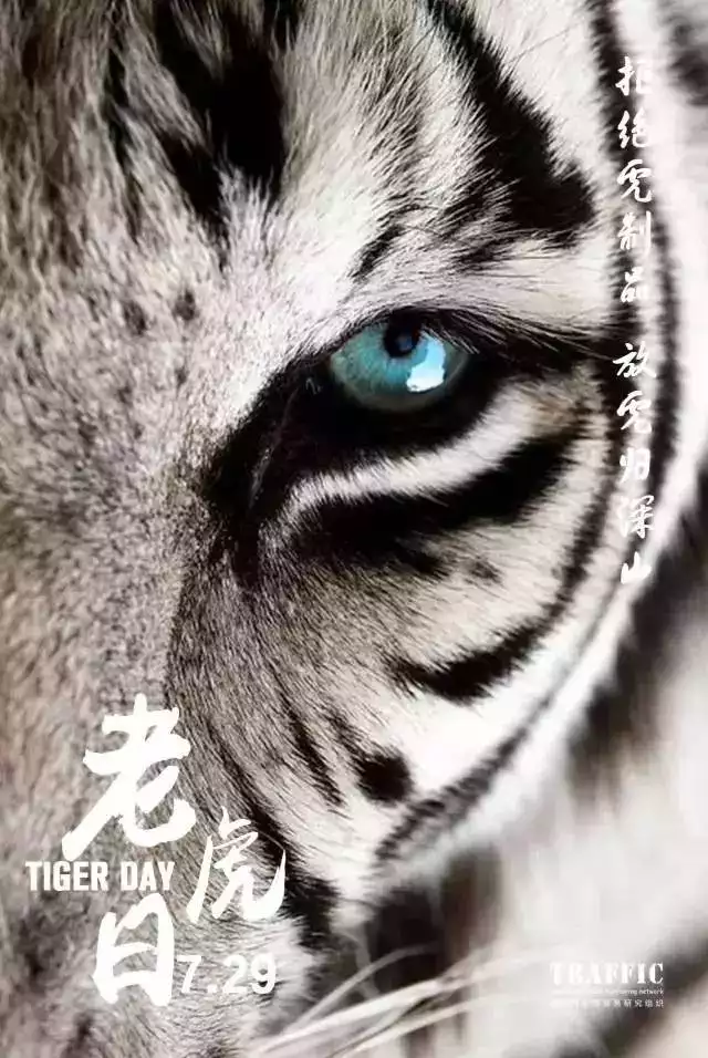 2、年虎年清宮圖:年虎年是什麼命