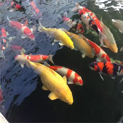 夢見自己用手抓到魚又：夢見自己抓住一條魚然後又把它了
