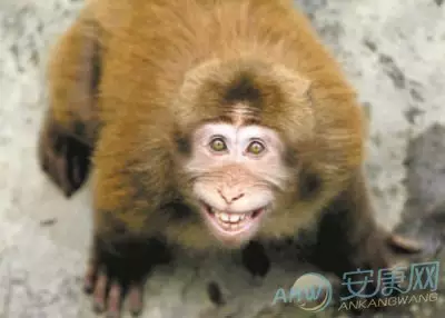 1、屬猴的命理分析:算命屬猴人有多大財運