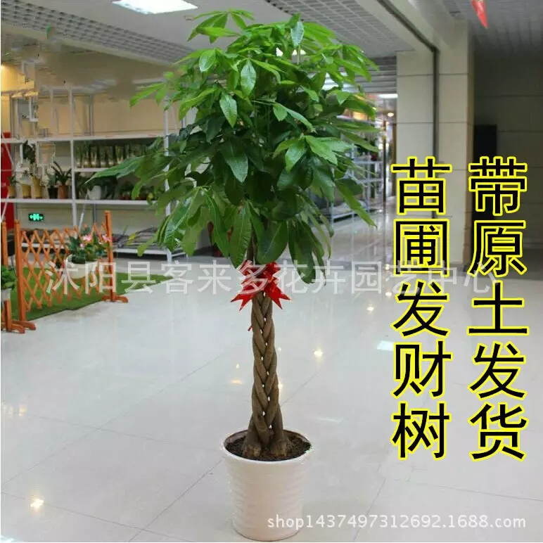 3、發財樹的價格:請問一般的發財樹要什麼價位啊？