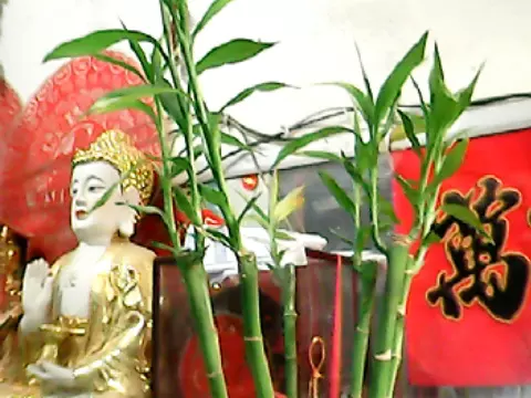屬兔的人養什麼植物旺財：屬兔人養什麼植物可以招財
