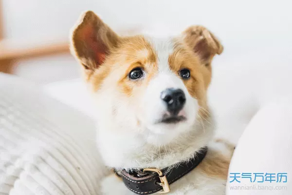 男性屬狗什麼樣的屬相相配：屬狗男和什麼屬相最配