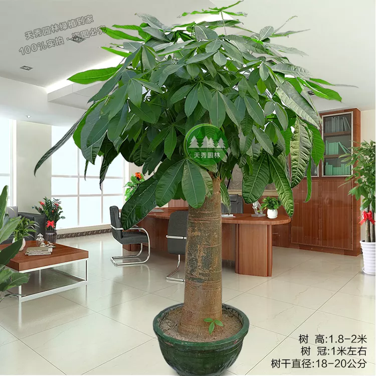 2、客廳比較好養活的大型綠植:適合在客廳養的大型綠植有哪些