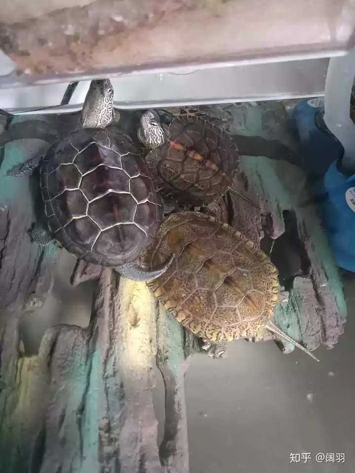 4、喜歡養烏龜的男生性格:養烏龜的人什麼性格